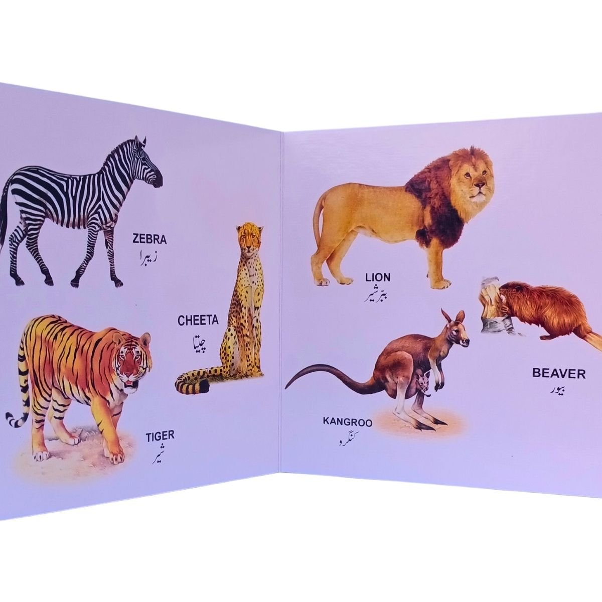 Caravan Fun to Learn – My First Book of Birds and Animals | Early Learning Picture Book for Kids - Image 3